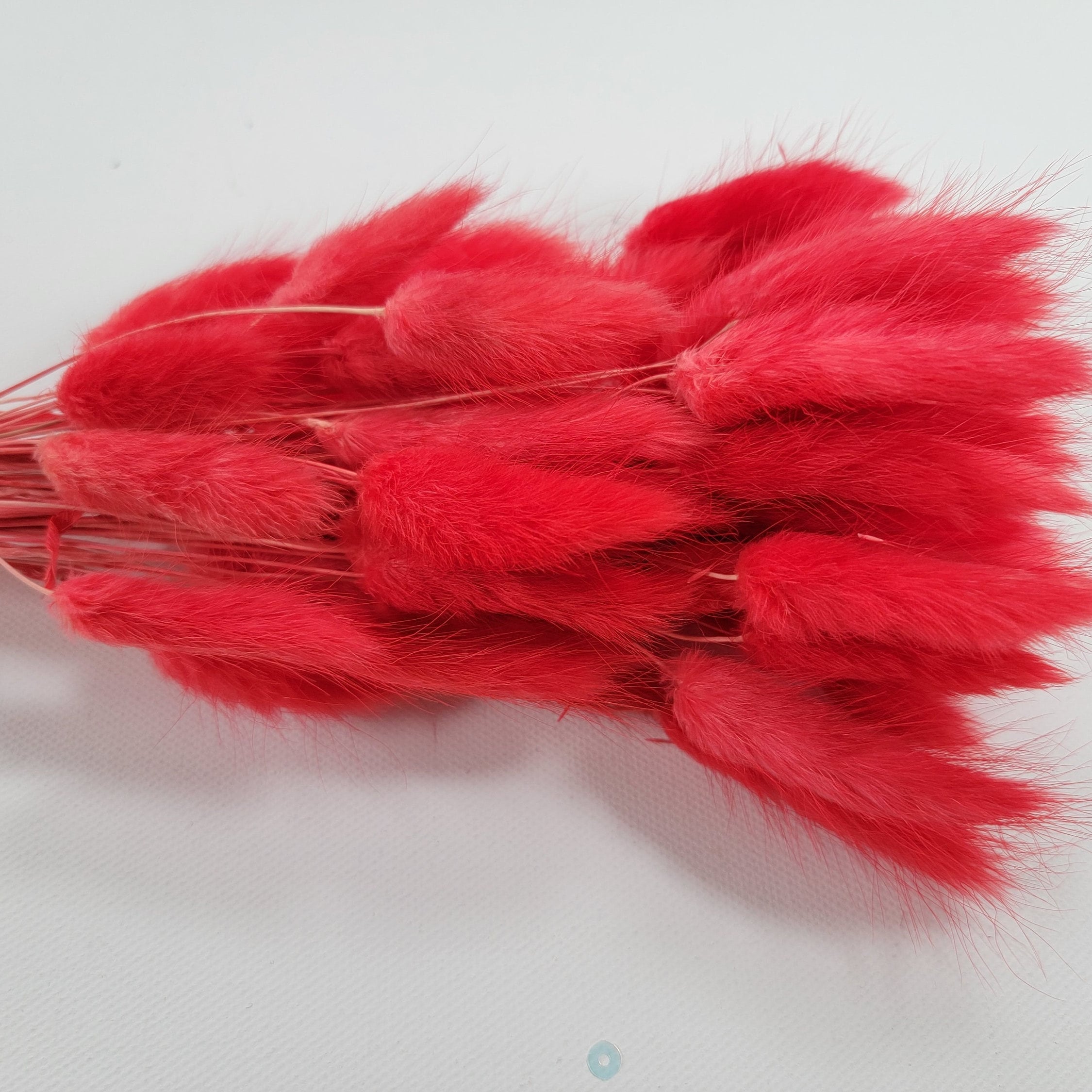 60 Red Dried Bunny Tail Grass Stems: Boho Wedding Decor